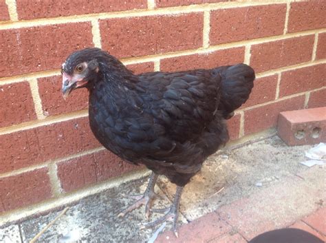 10 week old black australorp|australorp chicks legs.